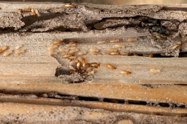 Best Wildlife Control Services  in Lockhart, FL